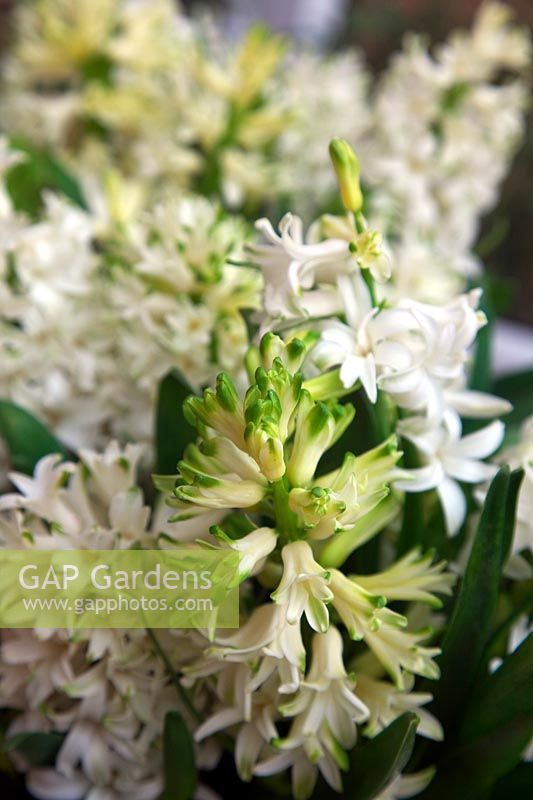 The fragrant white Hyacinth - Hyacinthus orientalis 'Carnegie' in pots in conservatory during February