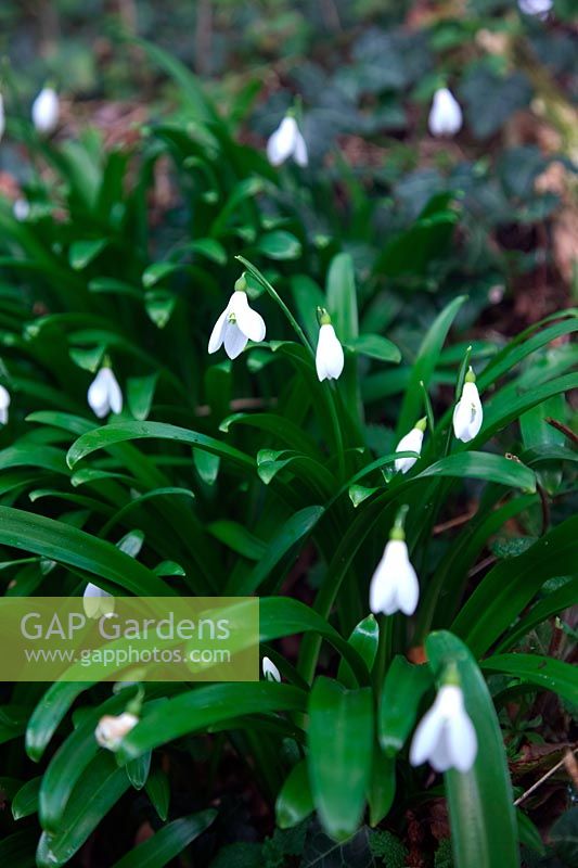Galanthus ikariae - Snowdrop