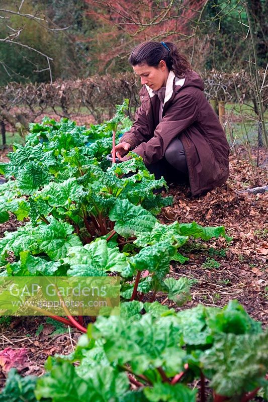 Woman gardener - an early of pulling rhubarb - Rheum x hybridum 'Timperley Early' AGM