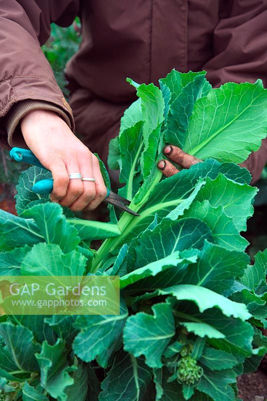 Harvesting the flower shoots of bolting cabbages to cook as spring greens