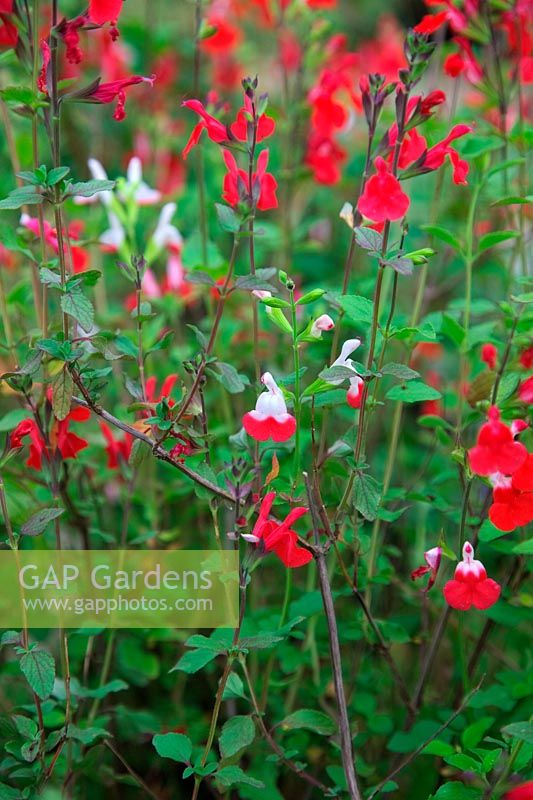Salvia x jamensis 'Hot Lips' has a variable proportion of red and white depending on temperature and other factors