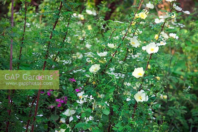 Rosa 'Cantabrigiensis'  - S -  AGM shrub rose with Chaerophyllum temulum and Lunaria annua