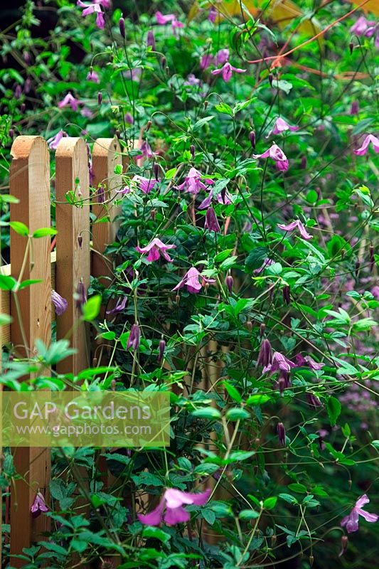 Clematis viticella growing through a picket fence