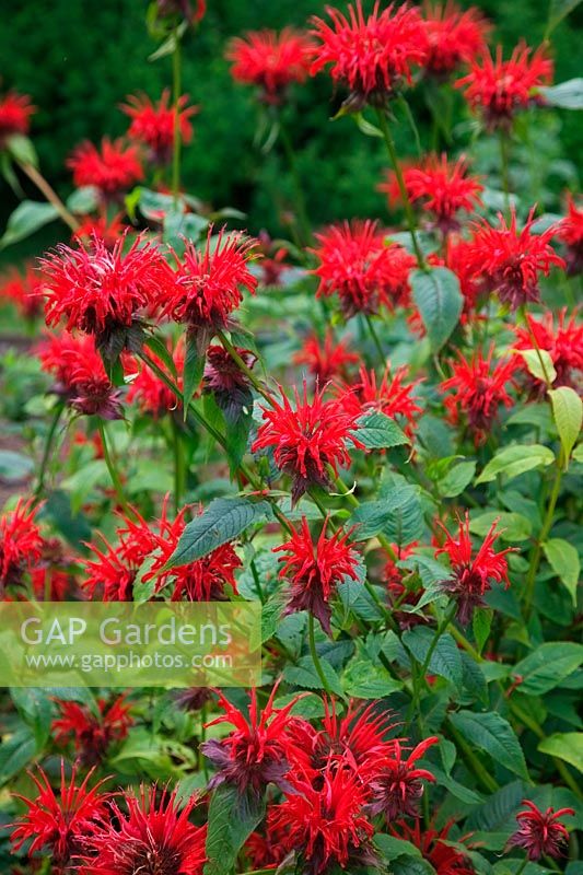 Monarda didyma 'Panorama Red Shades' in the national collection of Monarda at Holes Meadow, South Zeal, EX20 2JS