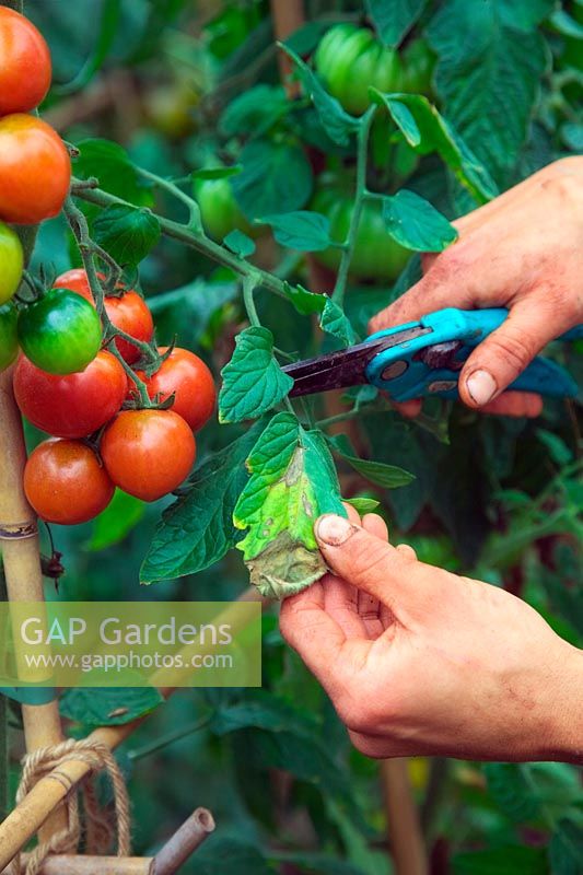 Woman gardener pruning diseased leaves and fruits of tomato plants late in the season to reduce cross infection with fungal diseases and improve ventilation of polytunnel grown crop Solanum lycopersicum