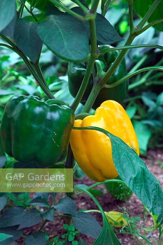 Home grown yellow sweet pepper grown from seed saved from a supermarket plant - Capsicum annuum