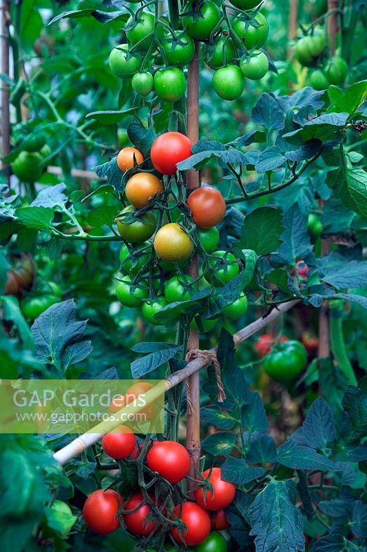 Solanum lycopersicum 'Dometica' Tomato plants with ripening fruits - rown from seed saved from supermarket purchased fruits