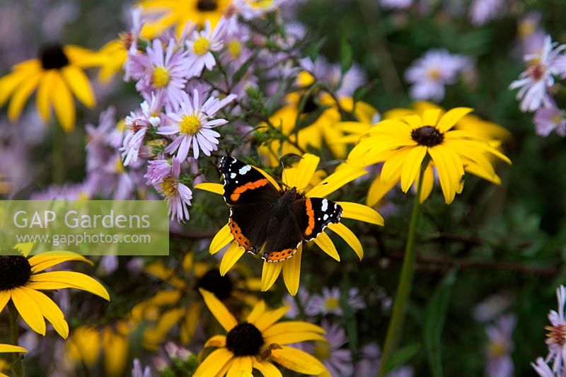 Rudbeckia fulgida deamii in late September with Small Copper butterfly Lycaena phlaeas