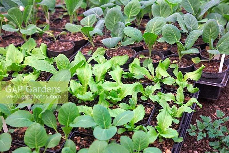 Lettuce - Latuca and Brassicas - Cabbage in small pots awaiting planting out in autumn in polytunnel for early spring crop