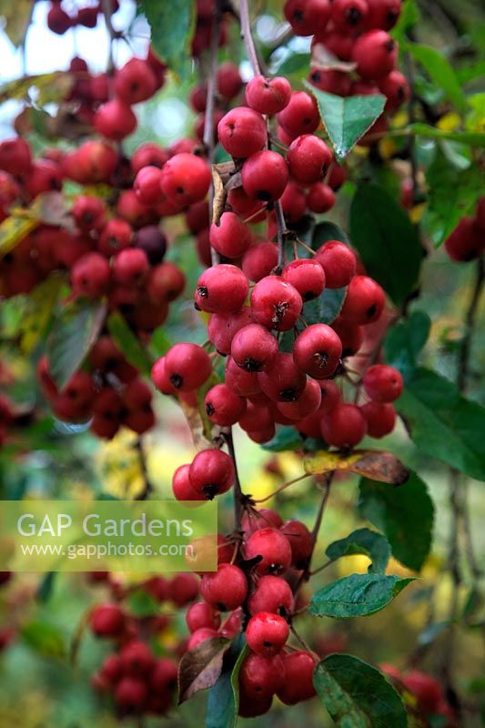 Malus x robusta 'Red Sentinel' AGM fruits crabs in October