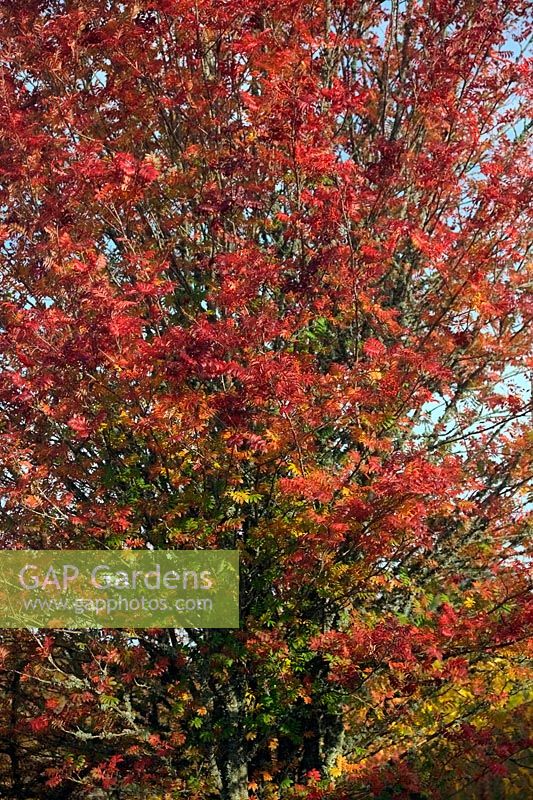 Sorbus commixta 'Embley' AGM in autumn