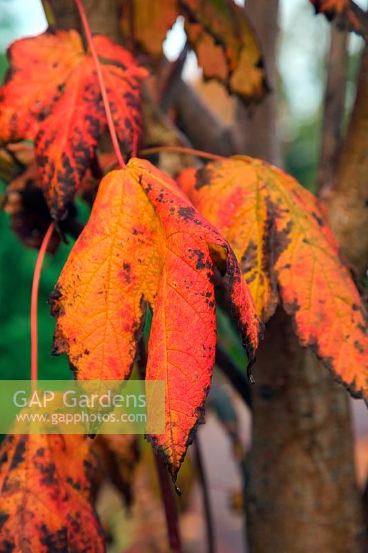 Acer spicatum autumn colour