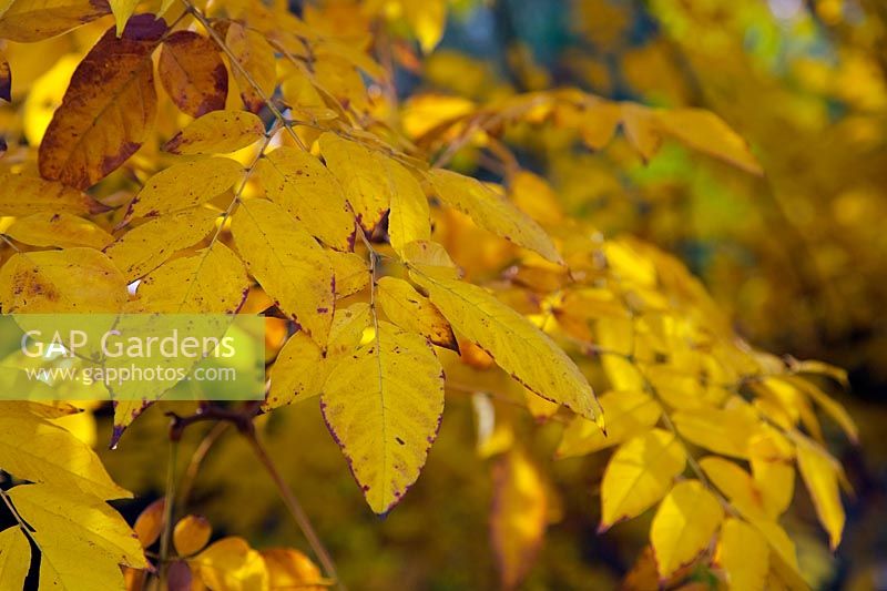 Koelreuteria bipinnata var. integrifoliola autumn colour