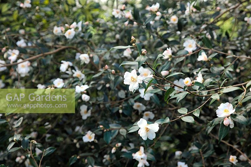 Camellia 'Cornish Snow'  - cuspidata x saluenensis -  AGM during February