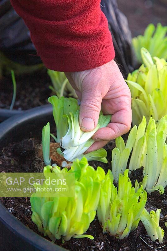 Harvesting forced Chicory in February - roots lifted in winter, planted in 20 litre pots and grown in the dark Cichorium intybus 'Brussels Witloof'