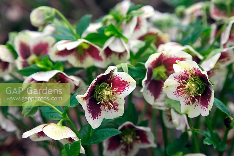 Selected dark centred single Helleborus x hybridus which holds its head up
