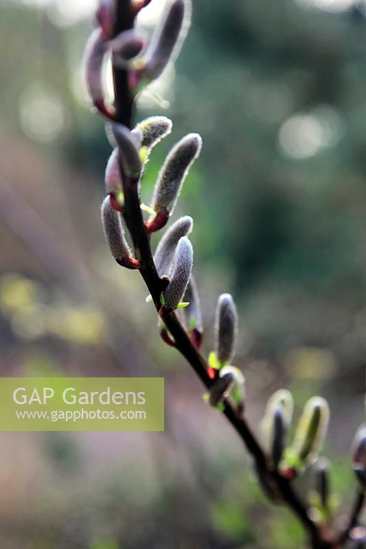 Salix udensis 'Sekka'  - m -  flowering in March