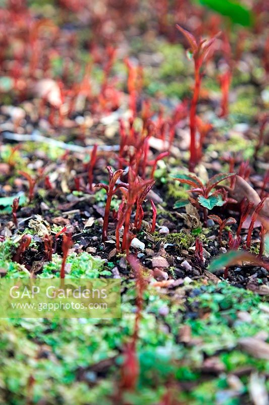 The emerging shoots of Impatiens omeiana in early March