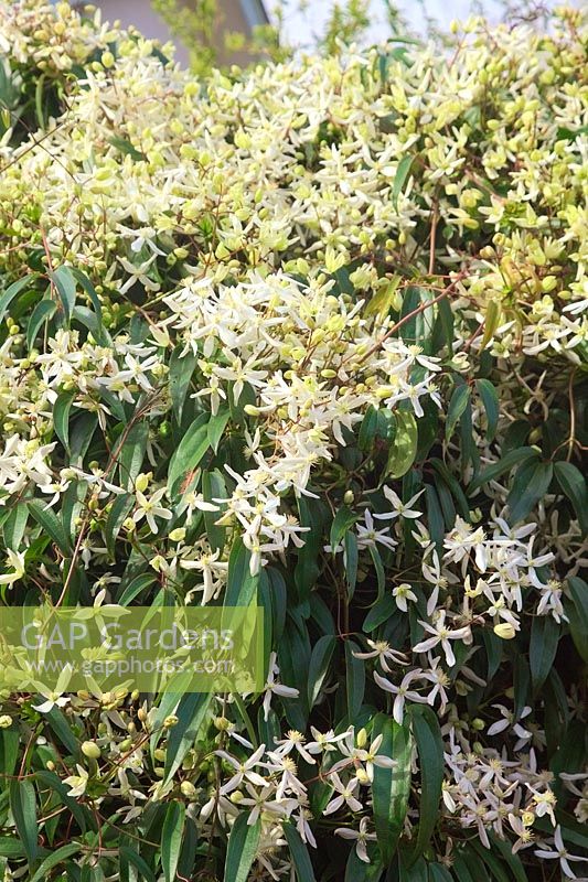 Clematis armandii growing in a sheltered courtyard flowering in March