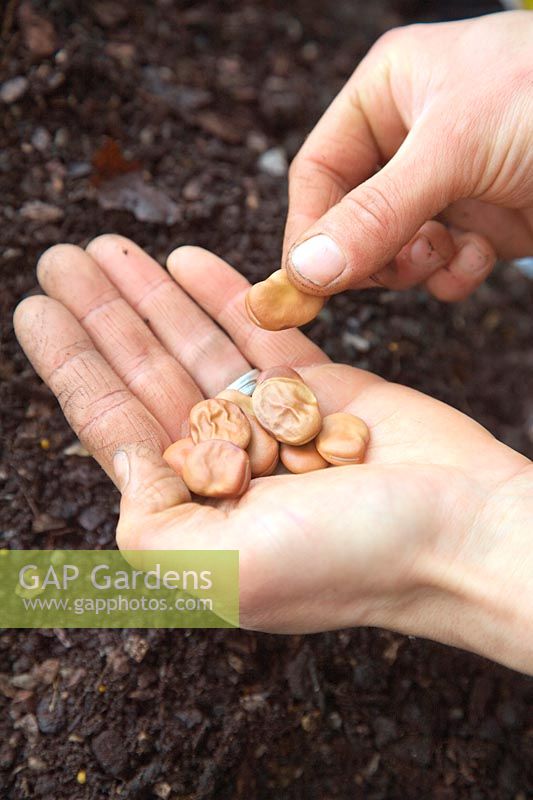 Gardener's hands and sowing seeds - Brtoad Bean Witkiem Manita