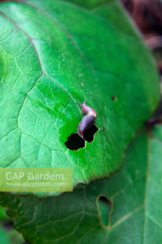 Field Slug - Deroceras species - Slug eating a hole in a Ligularia leaf