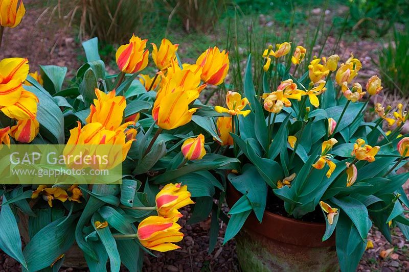 Tulipa 'Cape Cod'  - 14 -  - two batches of bulbs from same supplier in subsequent years - who had them from the same wholesaler - one vastly superior to the other.