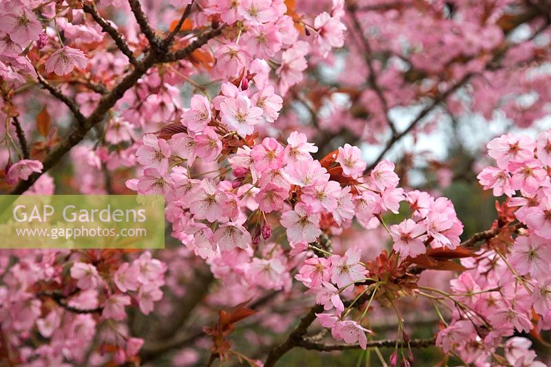 Prunus incisa 'Praecox' pink cherry blossom