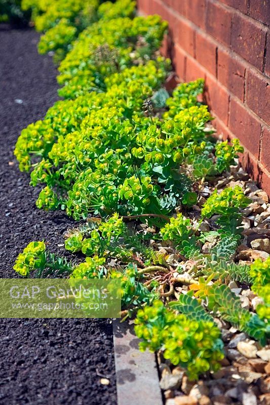 Euphorbia myrsinites AGM self seeding in a hot, sunny and stony suburban habitat