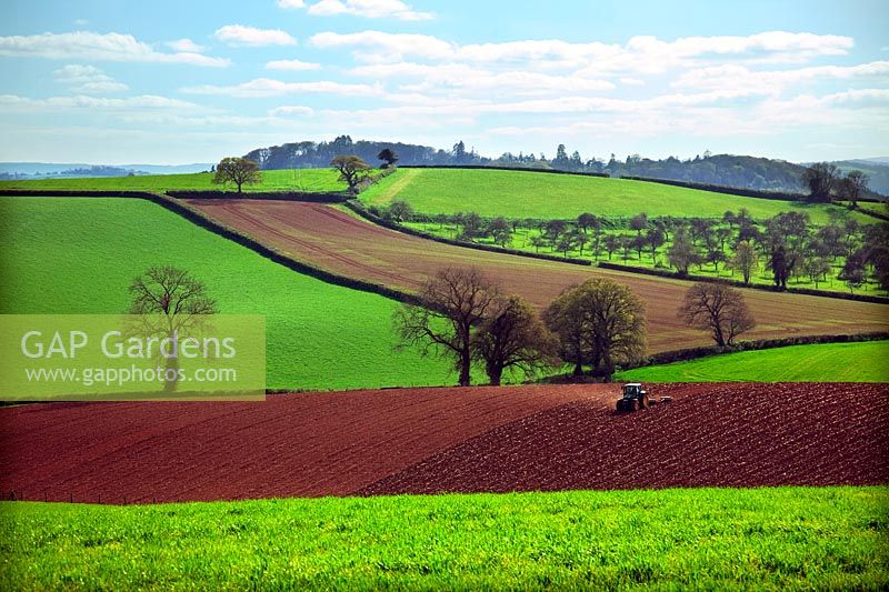 Spring cultivation - rolling - in the livid green early spring fields of East Devon near Killerton, Exeter with an old apple orchard middle distance