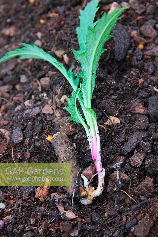 Echinops ritro root cuttings taken November shown April