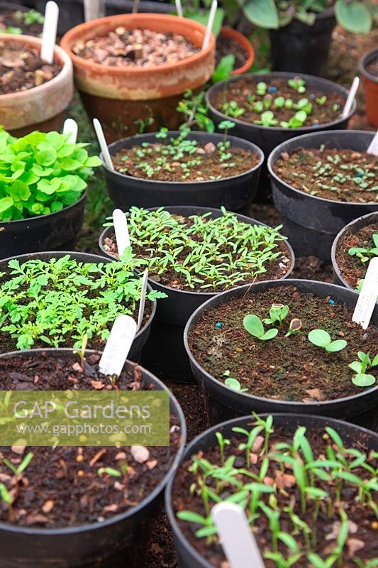 Mixed seedlings sown in pots and shown early April