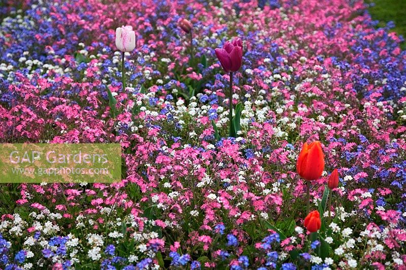 Myosotis - Forget me not spring bedding in pink, blue and white - by accident or deign - a few rogue tulips add much extra interest to an otherwise 2 dimensional planting