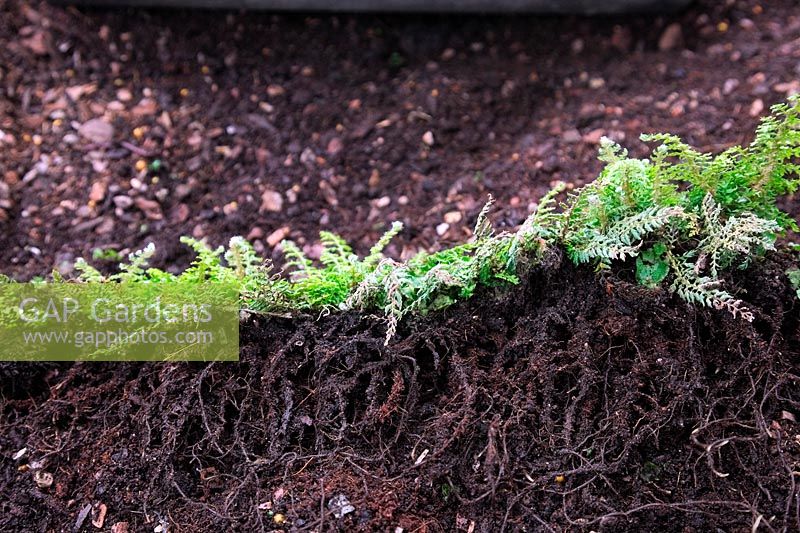 Polystichum setiferum  - Divisilobum Group -  'Herrenhausen' - a leaf pinned down onto compost in autumn has rooted along its length by following April
