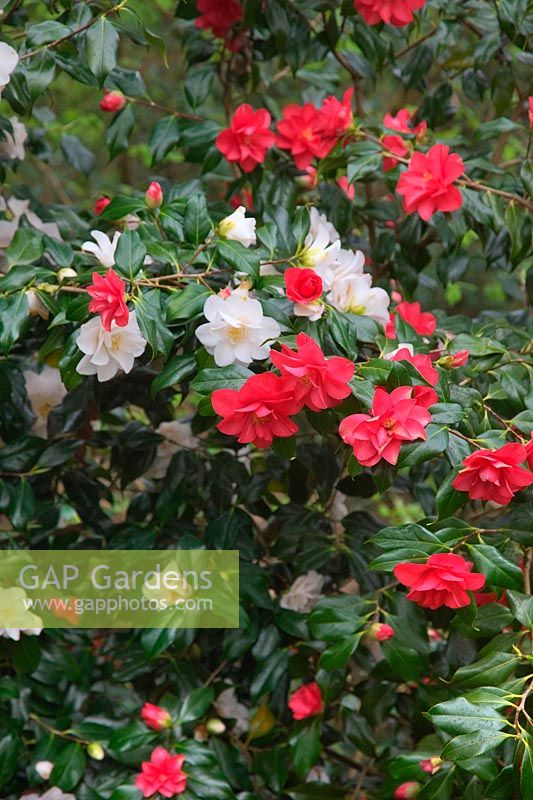 Camellia japonica 'Lady Vansittart' - a singhle plant throws branches with two colours