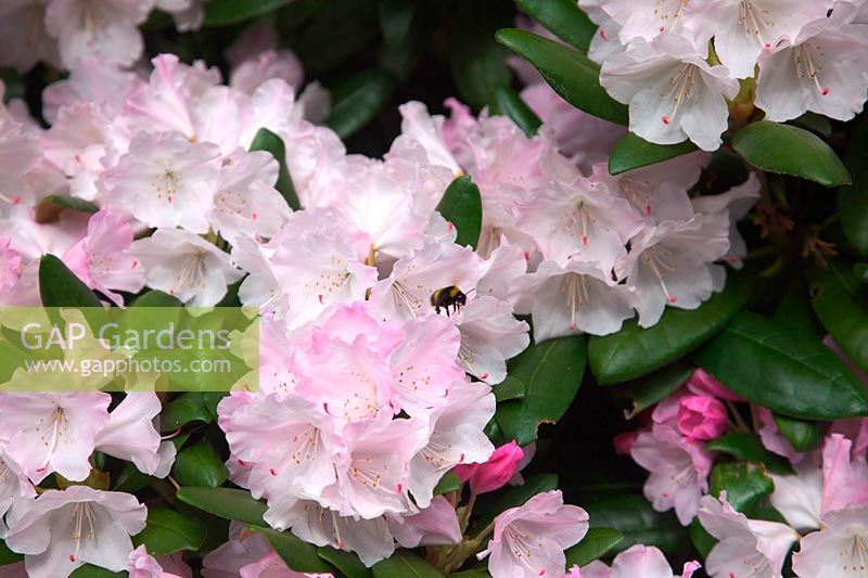 Rhododendron 'Crete' with Bombus sp Bumble Bee