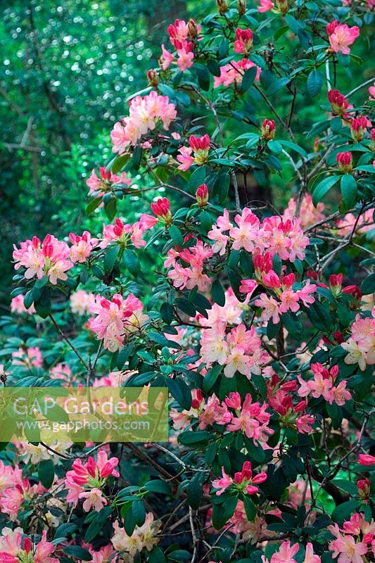 Rhododendron 'Percy Wiseman' AGM