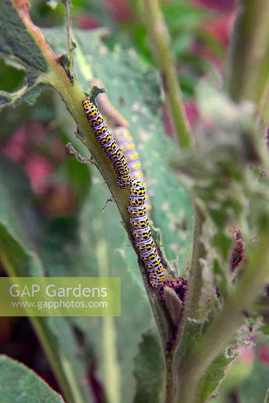 The mullein moth caterpillar - Cucullia verbasci on Verbascum