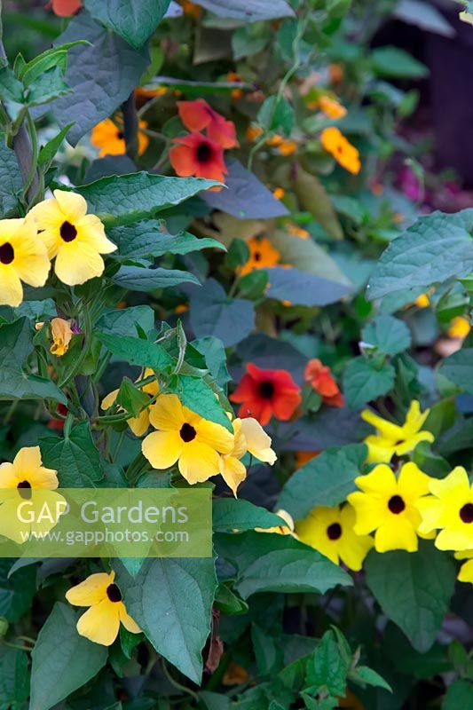 Thunbergia 'Lemon Star', Arizona Glow and 2 unnamed forms