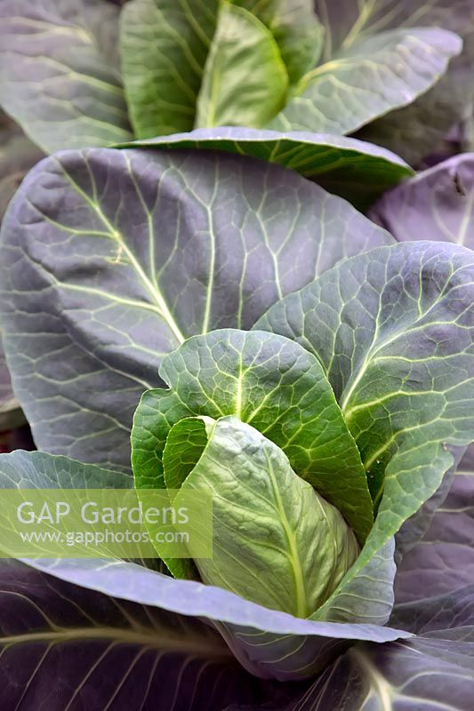 Brassica oleracea  - Capitata Group -  'Caraflex' sown 20-02 and shown 03-07 growing in a polytunnel