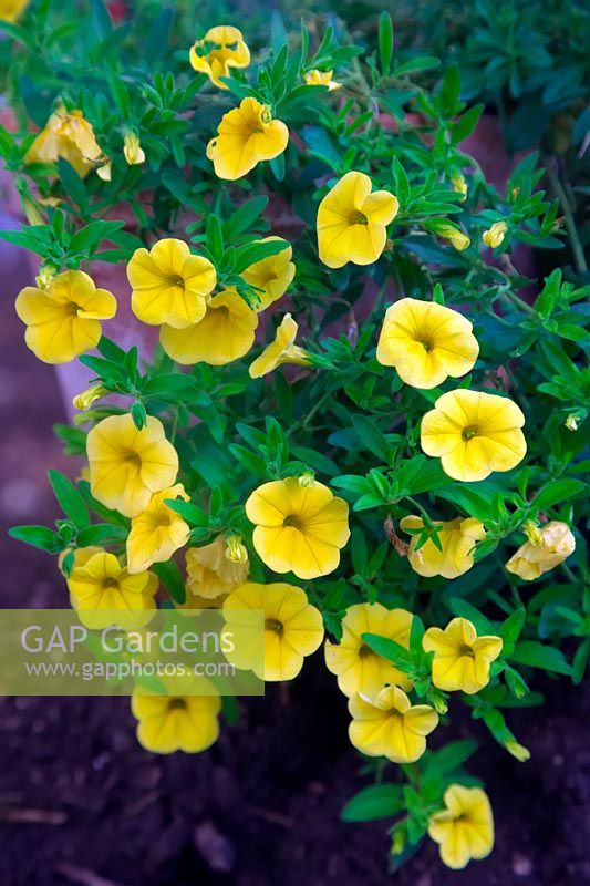 Calibrachoa Minifamous Deep Yellow