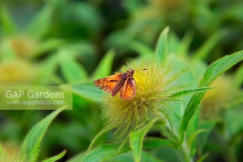 Ochlodes sylvanus Large Skipper butterfly perched on the opening bud of Inula hookeri