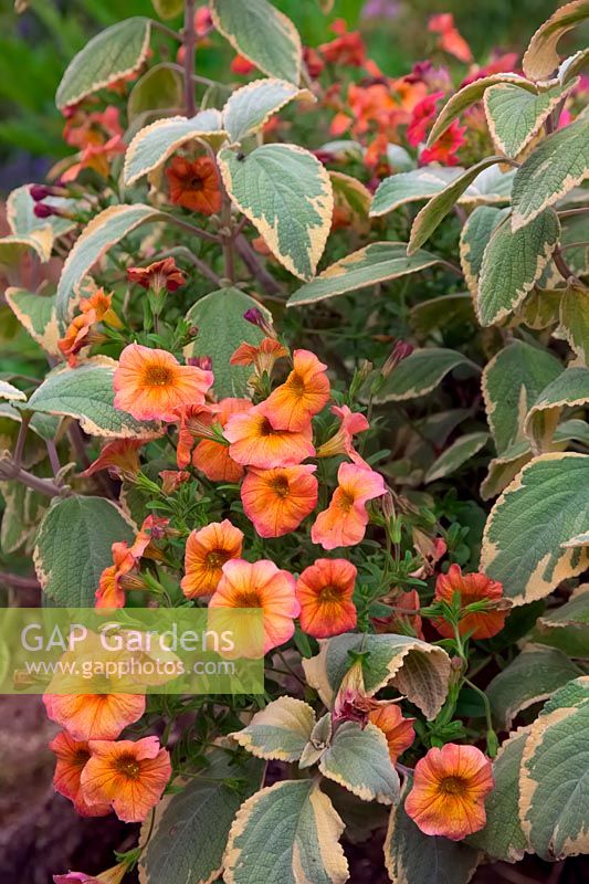 x Petchoa SUPERCAL TERRACOTTA 'Kakegawa S91'  - PBR -   - SuperCal Series -  with Plectranthus argentatus 'Hill House'  - v - 