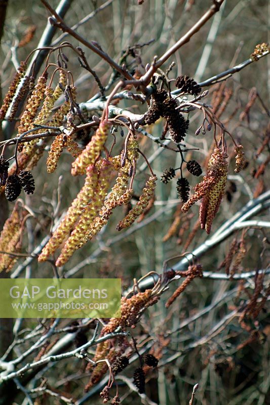 The wind blown male flowers - catkins of the Common Alder - Alnus glutinosa