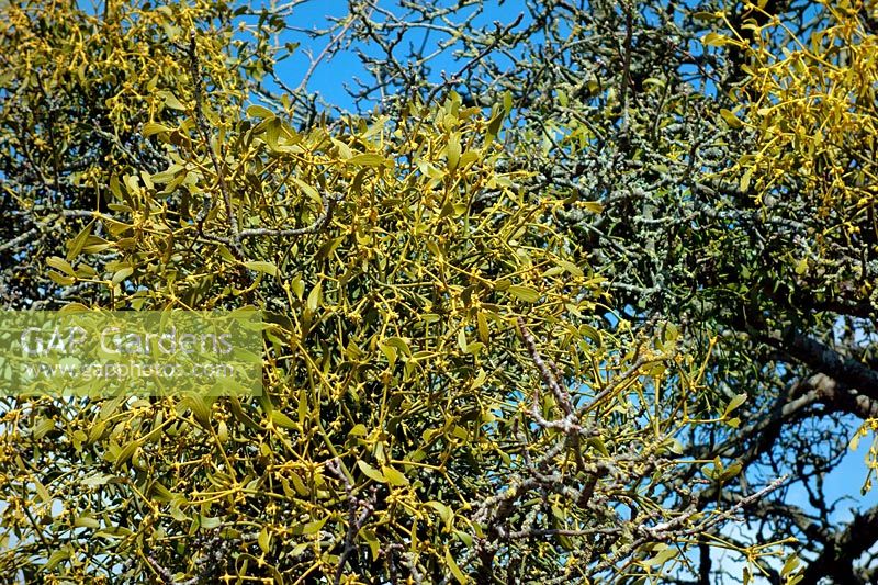 European mistletoe - Viscum album growing in an old apple tree - Malus domestica