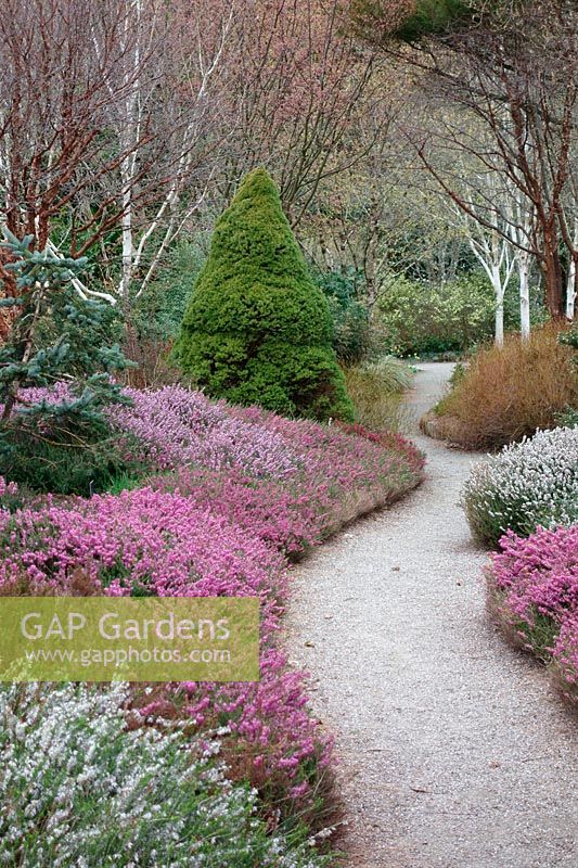 Heathers in the winter garden at RHS Rosemoor in mid April - but a very late year