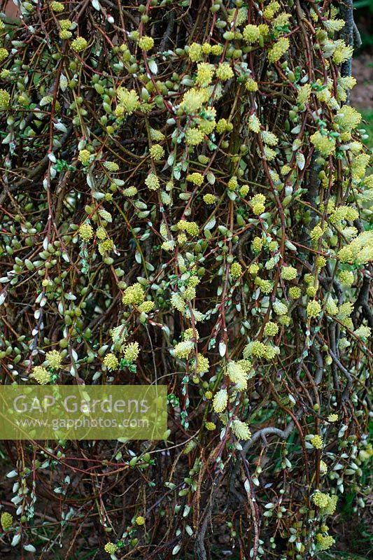 Salix repens - willow grown as a top worked grafted half standard
