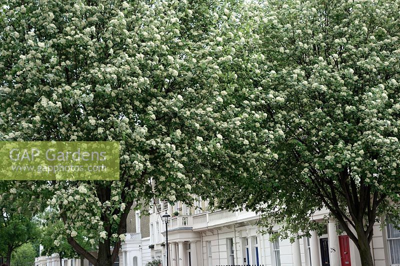Whitebeam - Sorbus aria growing as street tree in Pimlico, London