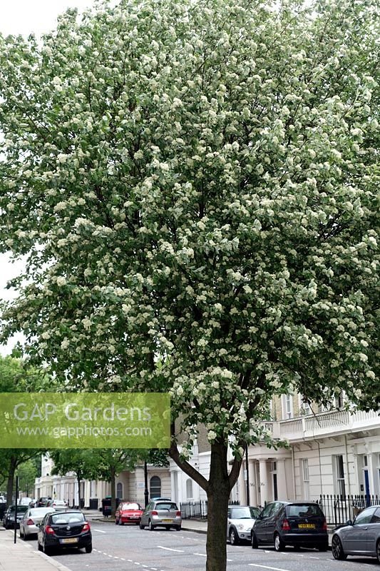 Whitebeam - Sorbus aria growing as street tree in Pimlico, London