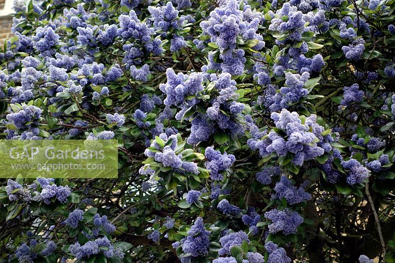 Ceanothus arboreus 'Trewithen Blue'