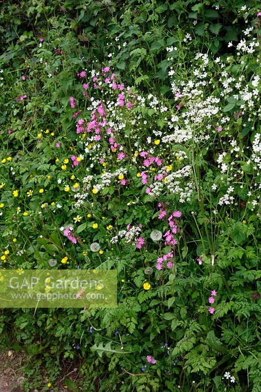 Devon hedgerow in spring with Creeping Buttercup - Ranunculus repens, Silene dioica - Red Campion and Greater Stitchwort - Stellaria holostea